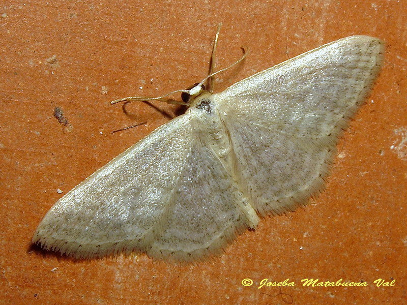 Geometridae da id. - Idaea subsericeata